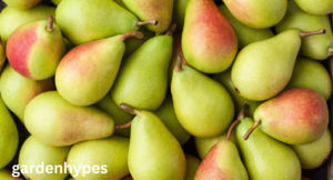 pear varieties
