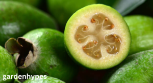 fruits that look like guava