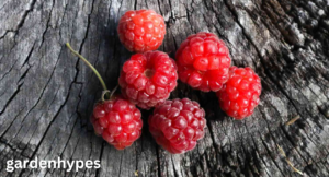 Fruits that Look Like Grapes