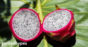 Fruits That Look Like Kiwi