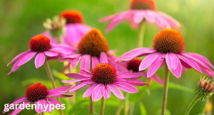perennials that bloom all summer
