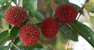 Fruits that look Like Lychee