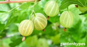 Fruits That Look Like Kiwi