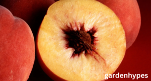 fruits that look like mango