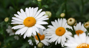 perennials that bloom all summer