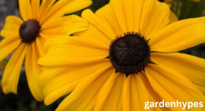 perennials that bloom all summer