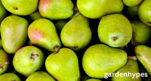 Fruit That Looks Like a Pear 