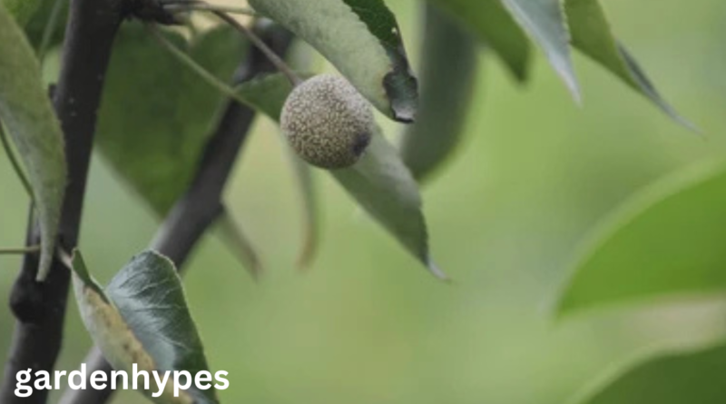 Fruit That Looks Like a Pear